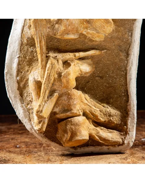 Vertebre Mosasaurus