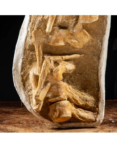 Vertebre Mosasaurus