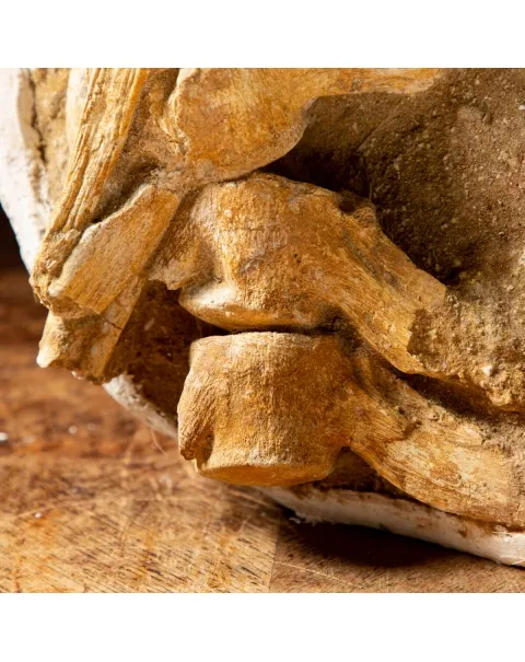 Vertebre Mosasaurus