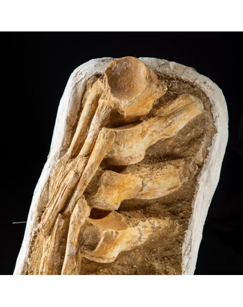 Vertebre Mosasaurus