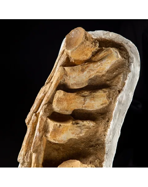 Vertebre Mosasaurus