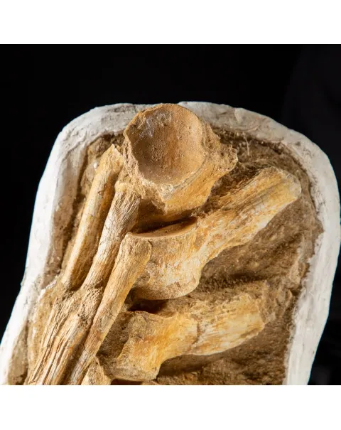 Vertebre Mosasaurus