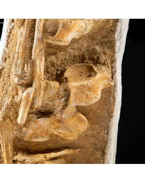 Vertebre Mosasaurus