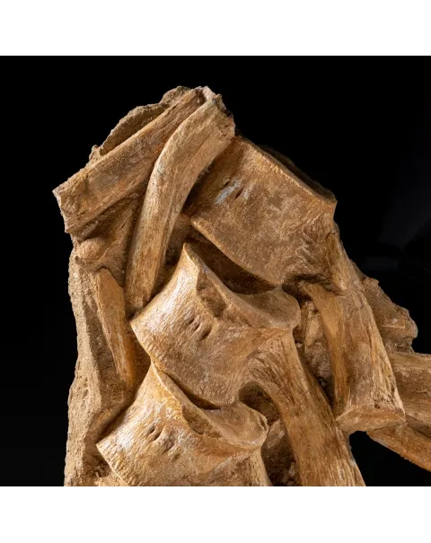Vertebre Mosasaurus