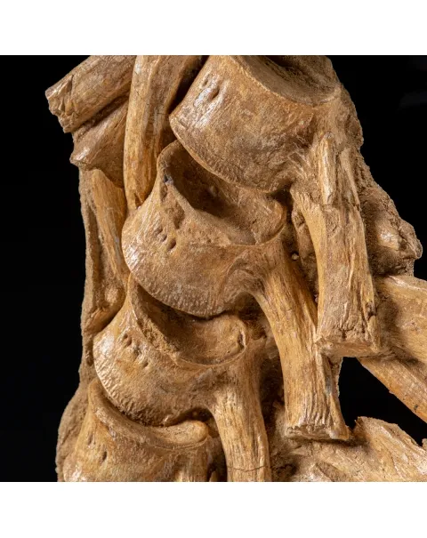 Vertebre Mosasaurus