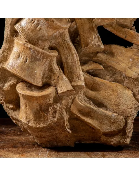 Vertebre Mosasaurus