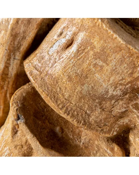 Vertebre Mosasaurus