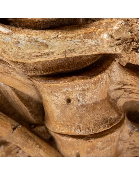 Vertebre Mosasaurus