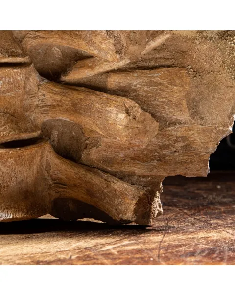 Vertebre Mosasaurus