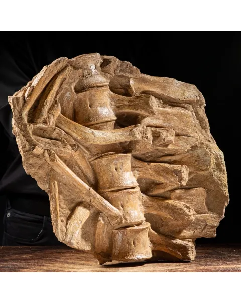 Vertebre Mosasaurus
