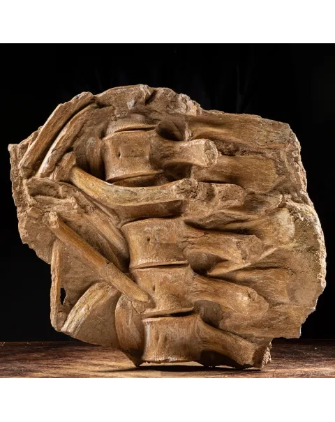 Vertebre Mosasaurus