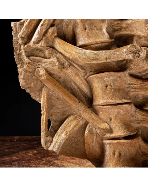 Vertebre Mosasaurus