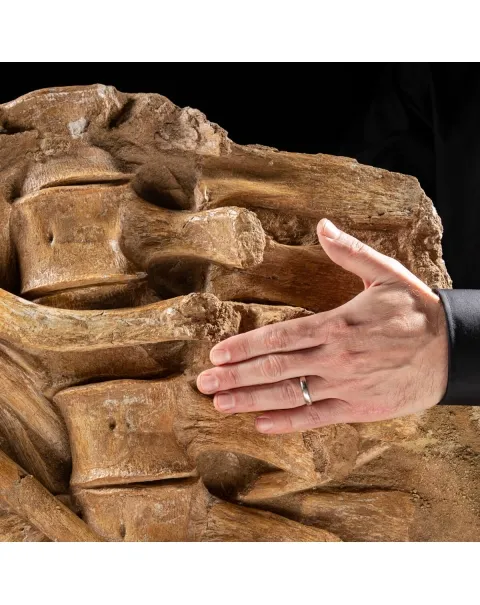 Vertebre Mosasaurus