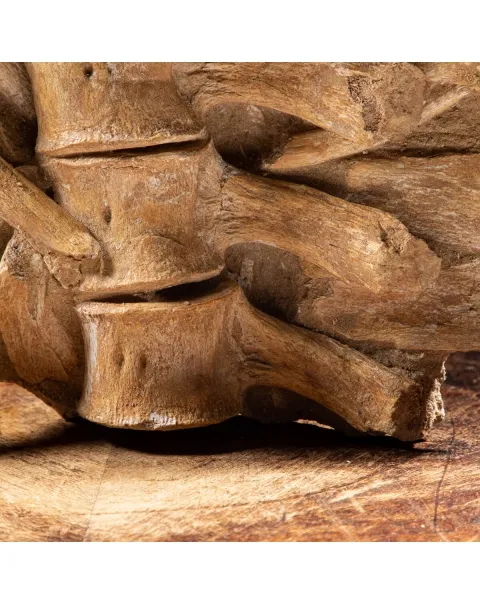 Vertebre Mosasaurus