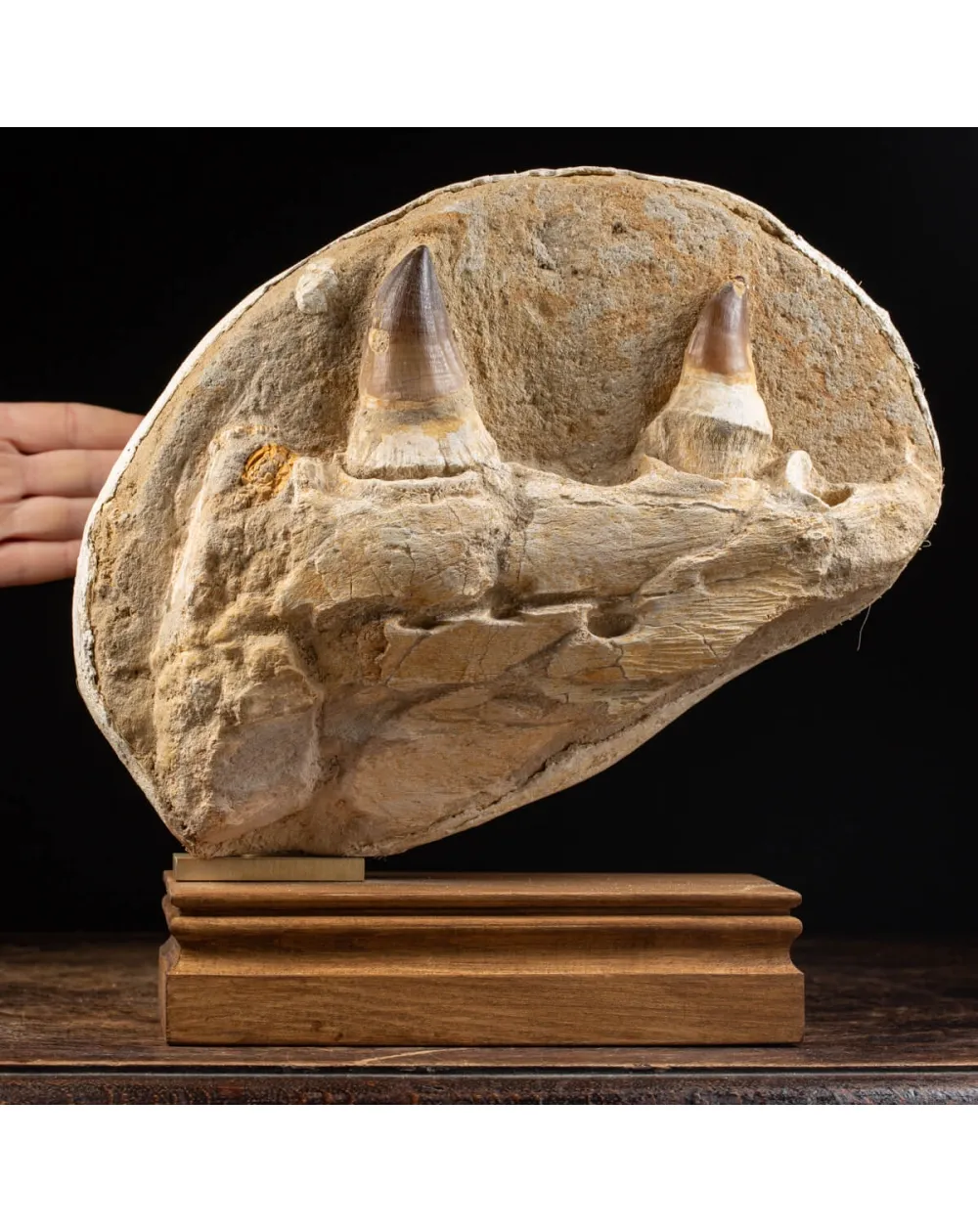 Mascella Mosasaurus su piedistallo