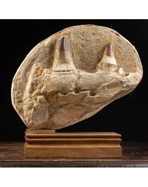 Mascella Mosasaurus su piedistallo