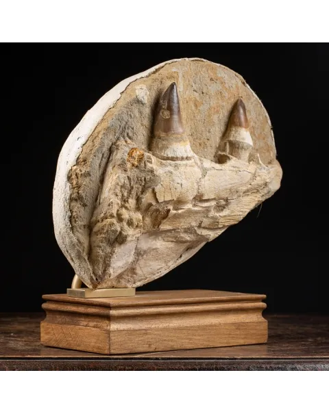 Mascella Mosasaurus su piedistallo