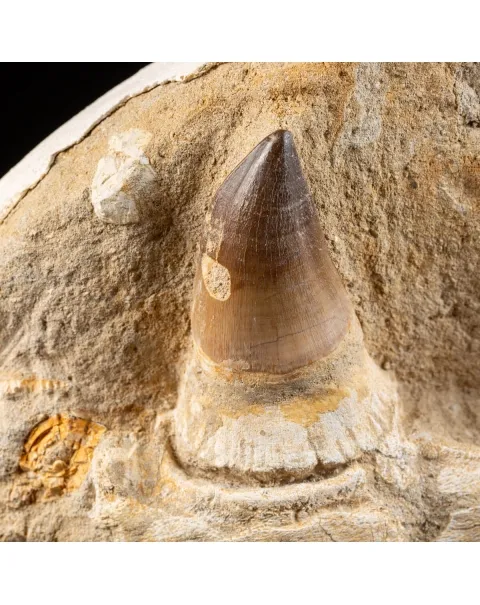 Mascella Mosasaurus su piedistallo