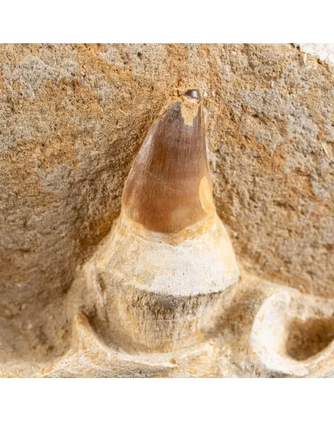 Mascella Mosasaurus su piedistallo