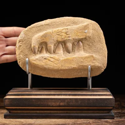 Mascella Mosasaurus su matrice