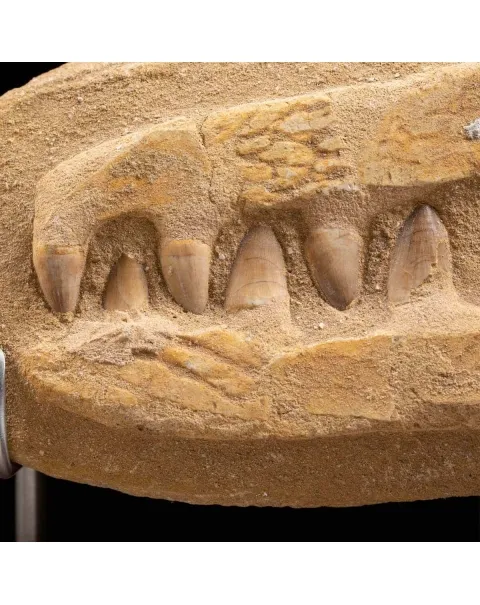Mascella Mosasaurus su matrice