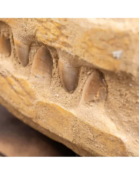 Mascella Mosasaurus su matrice