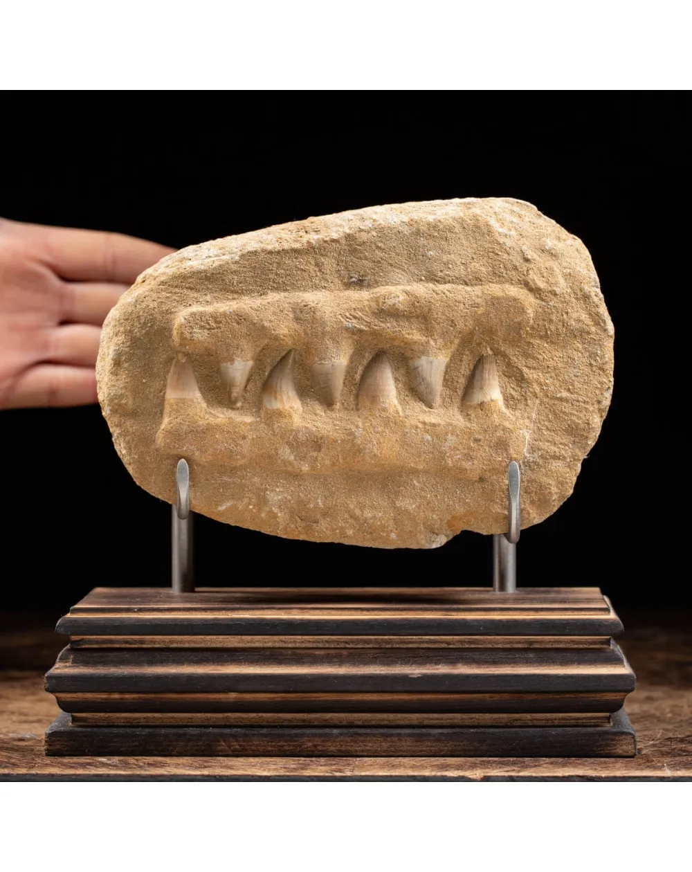 Mascella Mosasaurus Fossile su piedistallo
