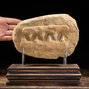 Mascella Mosasaurus Fossile su piedistallo