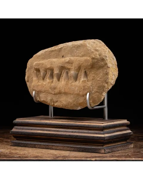 Mascella Mosasaurus Fossile su piedistallo