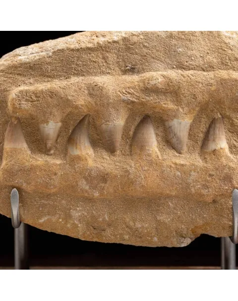 Mascella Mosasaurus Fossile su piedistallo