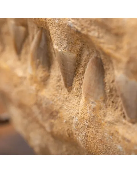 Mascella Mosasaurus Fossile su piedistallo