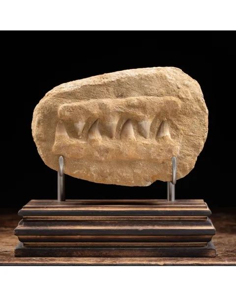 Mascella Mosasaurus Fossile su piedistallo