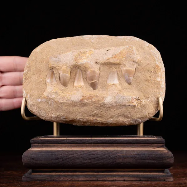 Sezione fossile di mascella di Mosasaurus.