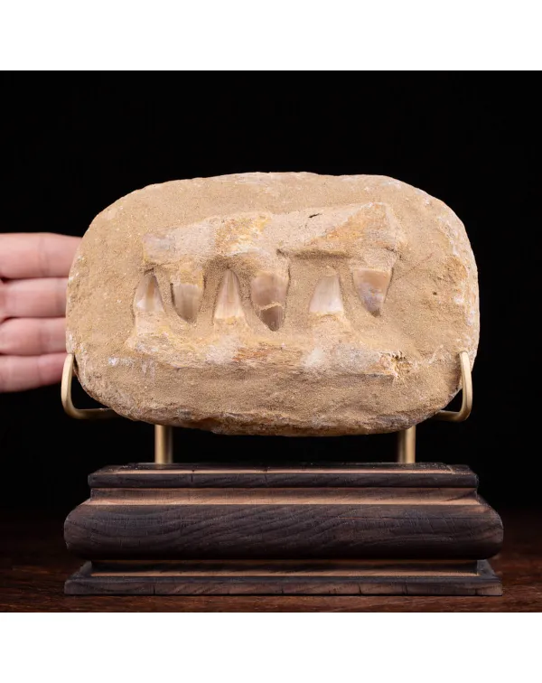 Sezione fossile di mascella di Mosasaurus.