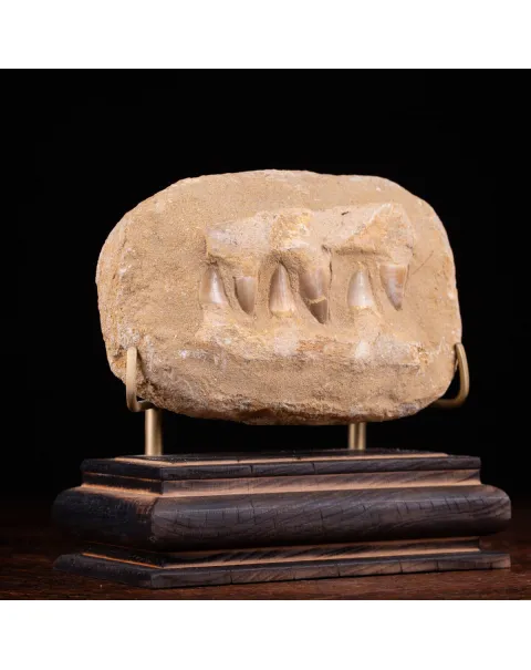 Sezione fossile di mascella di Mosasaurus.