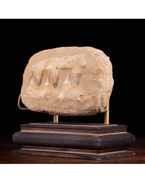 Sezione fossile di mascella di Mosasaurus.