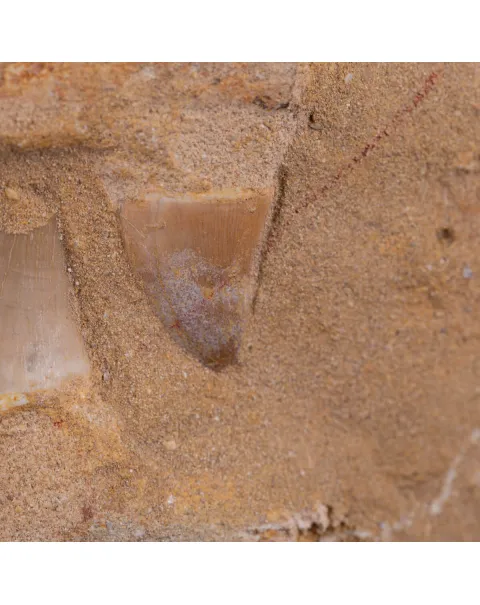 Sezione fossile di mascella di Mosasaurus.