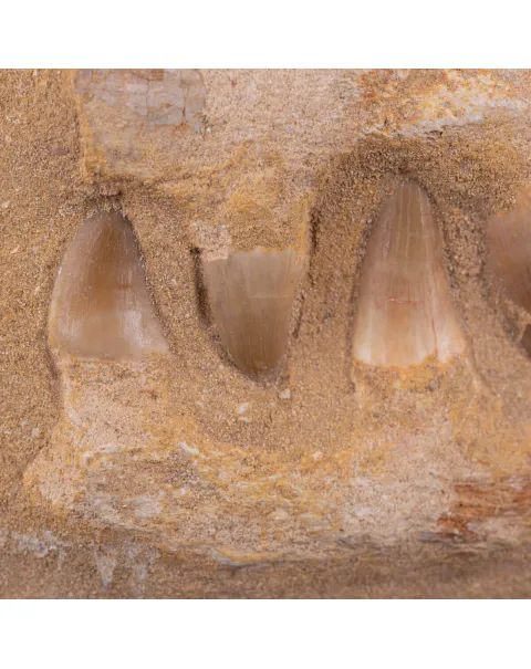 Sezione fossile di mascella di Mosasaurus.