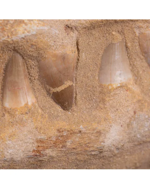 Sezione fossile di mascella di Mosasaurus.