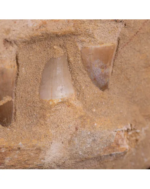 Sezione fossile di mascella di Mosasaurus.
