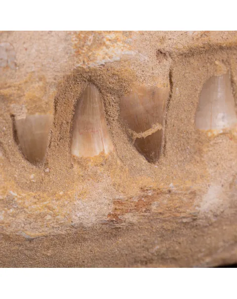 Sezione fossile di mascella di Mosasaurus.