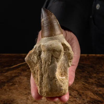 Dente Mosasaurus