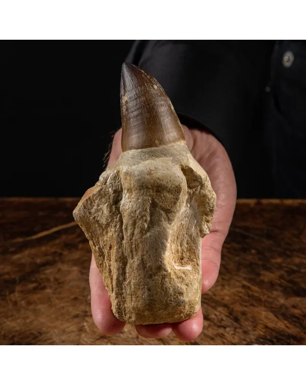 Dente Mosasaurus