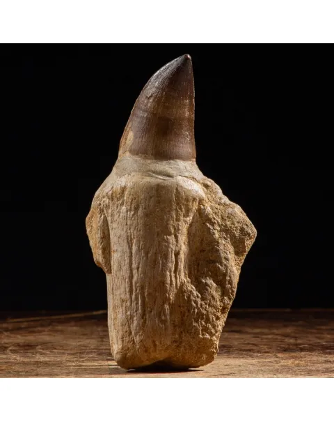 Dente Mosasaurus