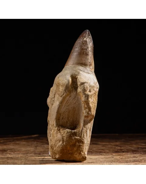 Dente Mosasaurus