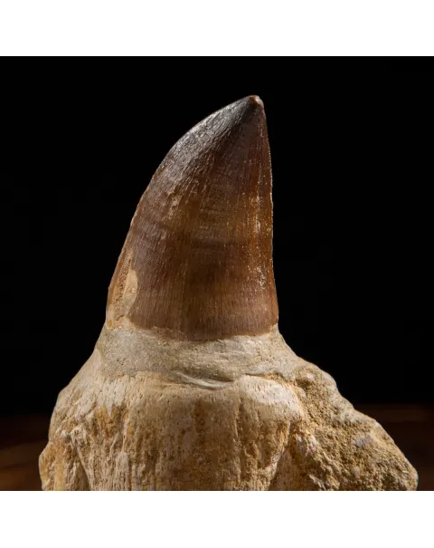 Dente Mosasaurus