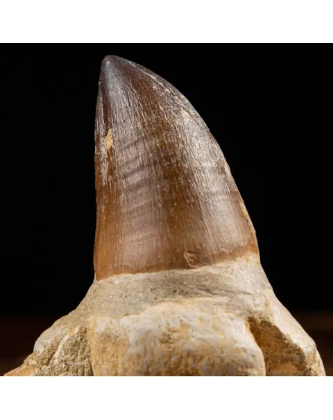 Dente Mosasaurus