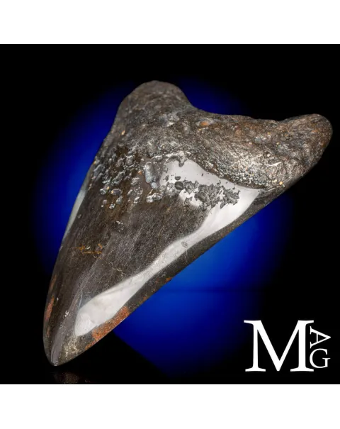 Dente Fossile di Megalodonte – North Carolina.