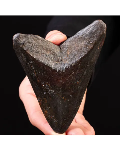 Dente Fossile di Megalodonte – North Carolina