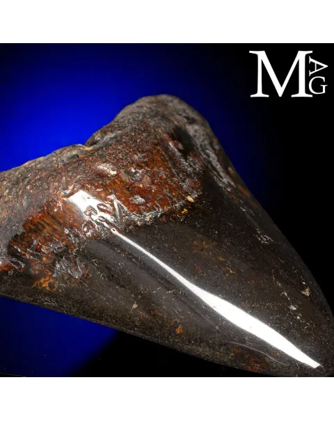 Dente Fossile di Megalodonte – North Carolina